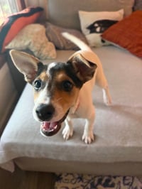 Jackie- JRT/pittie puppies - Photo 13