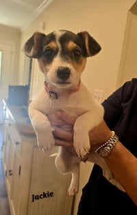 Jackie- JRT/pittie puppies - Photo 14