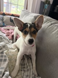 Jackie- JRT/pittie puppies - Photo 2