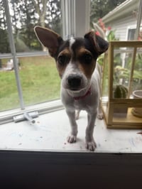 Jackie- JRT/pittie puppies - Photo 4