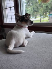 Jackie- JRT/pittie puppies - Photo 9
