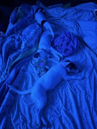 Jackie- JRT/pittie puppies - Photo 16