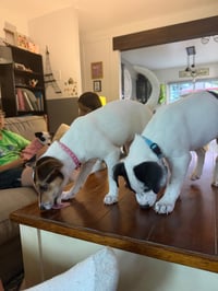 Jackie- JRT/pittie puppies - Photo 15
