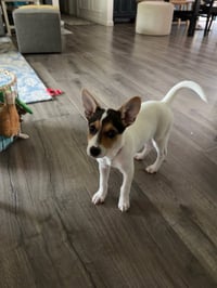 Jackie- JRT/pittie puppies - Photo 6