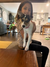 Jackie- JRT/pittie puppies - Photo 10