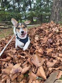 Jackie- JRT/pittie puppies - Photo 3