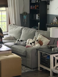 Jackie- JRT/pittie puppies - Photo 8