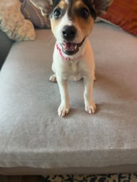 Jackie- JRT/pittie puppies - Photo 11