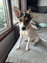 Jackie- JRT/pittie puppies - Photo 1