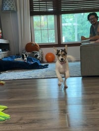 Jackie- JRT/pittie puppies - Photo 7