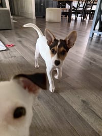 Jackie- JRT/pittie puppies - Photo 5