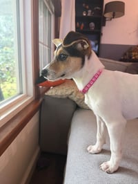 Jackie- JRT/pittie puppies - Photo 12