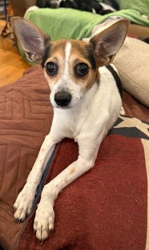 MR. PEANUT - NO SALT ADDED! - Rat Terrier / Beagle available for adoption
