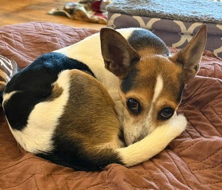 MR. PEANUT - NO SALT ADDED! - Rat Terrier / Beagle available for adoption