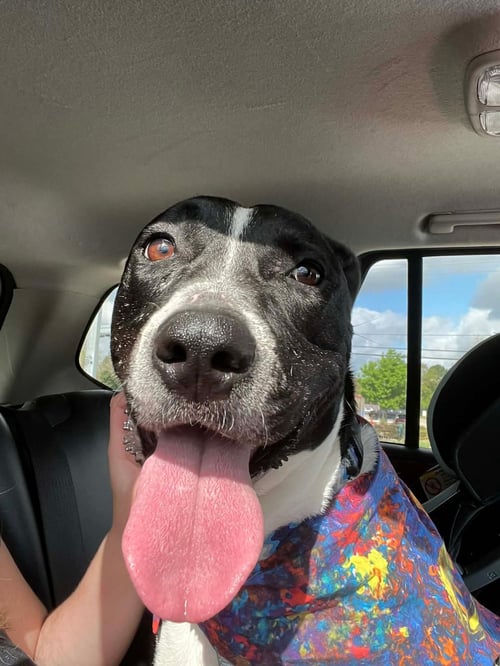 GRANT - SILLY BOY - American Staffordshire Terrier available for adoption