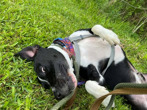GRANT - SILLY BOY - American Staffordshire Terrier available for adoption