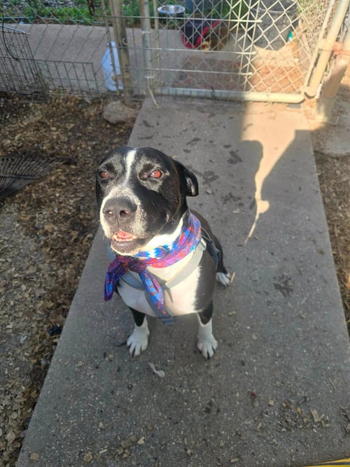 GRANT - SILLY BOY - American Staffordshire Terrier available for adoption