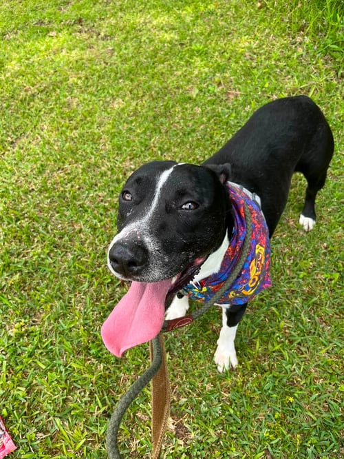 GRANT - SILLY BOY - American Staffordshire Terrier available for adoption
