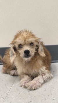 Dusty- sweetest senior- NO MORE APPS FOR NOW - Photo 2