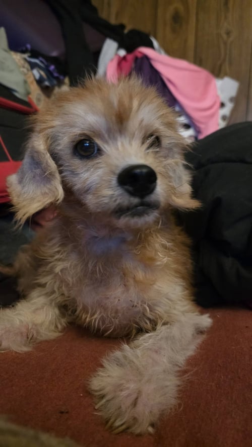 DUSTY- SWEETEST SENIOR- NO MORE APPS FOR NOW - Poodle (Toy) available for adoption