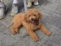 Toby - Sweet Companion - Photo 1