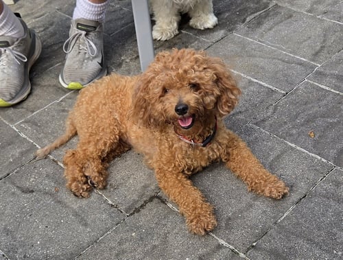 TOBY - SWEET COMPANION - Poodle (Miniature) / Bichon Frise available for adoption