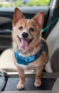 Chubbs- NO MORE APPLICATIONS - Photo 1