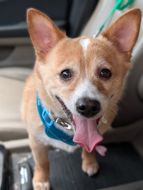 CHUBBS- NO MORE APPLICATIONS - Cardigan Welsh Corgi / Chihuahua available for adoption