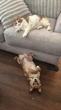 Chubbs- NO MORE APPLICATIONS - Photo 3