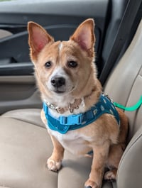 Chubbs- NO MORE APPLICATIONS - Photo 4