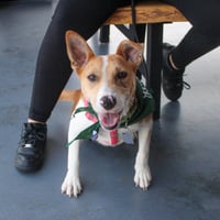 Nyah - Small Survivor, Big Heart - Photo 8