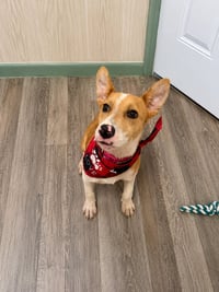 Nyah - Small Survivor, Big Heart - Photo 20