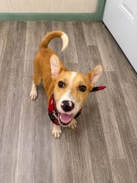 Nyah - Small Survivor, Big Heart - Photo 21