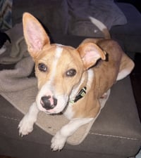 Nyah - Small Survivor, Big Heart - Photo 12