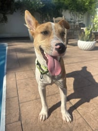 Nyah - Small Survivor, Big Heart - Photo 18