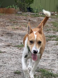 Nyah - Small Survivor, Big Heart - Photo 3