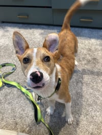 Nyah - Small Survivor, Big Heart - Photo 9