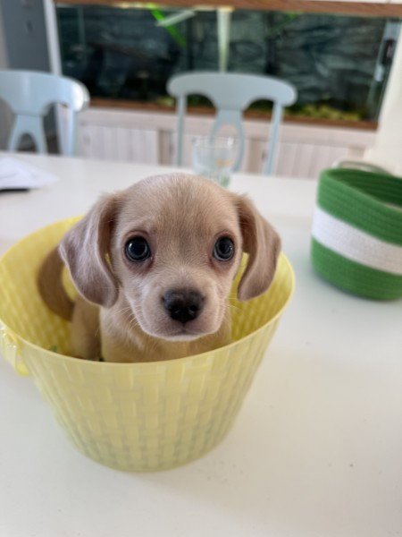 CASH- NO MORE APPLICATIONS - Chihuahua available for adoption