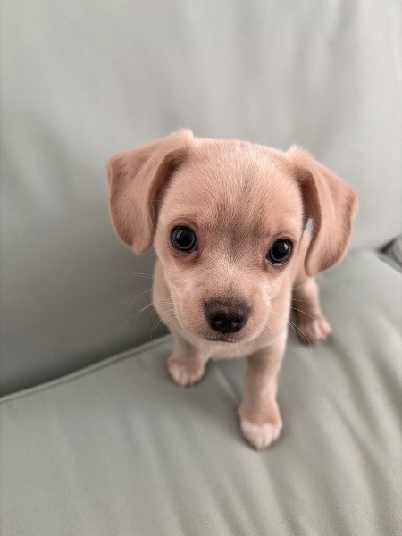 CASH- NO MORE APPLICATIONS - Chihuahua available for adoption