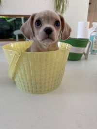 Cash- NO more applications - Photo 4