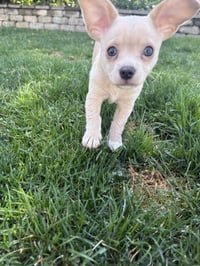 Cash- NO more applications - Photo 6