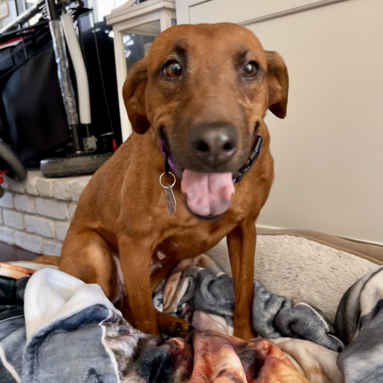 SUGAR - THE SWEETEST - Vizsla / Black Mouth Cur available for adoption