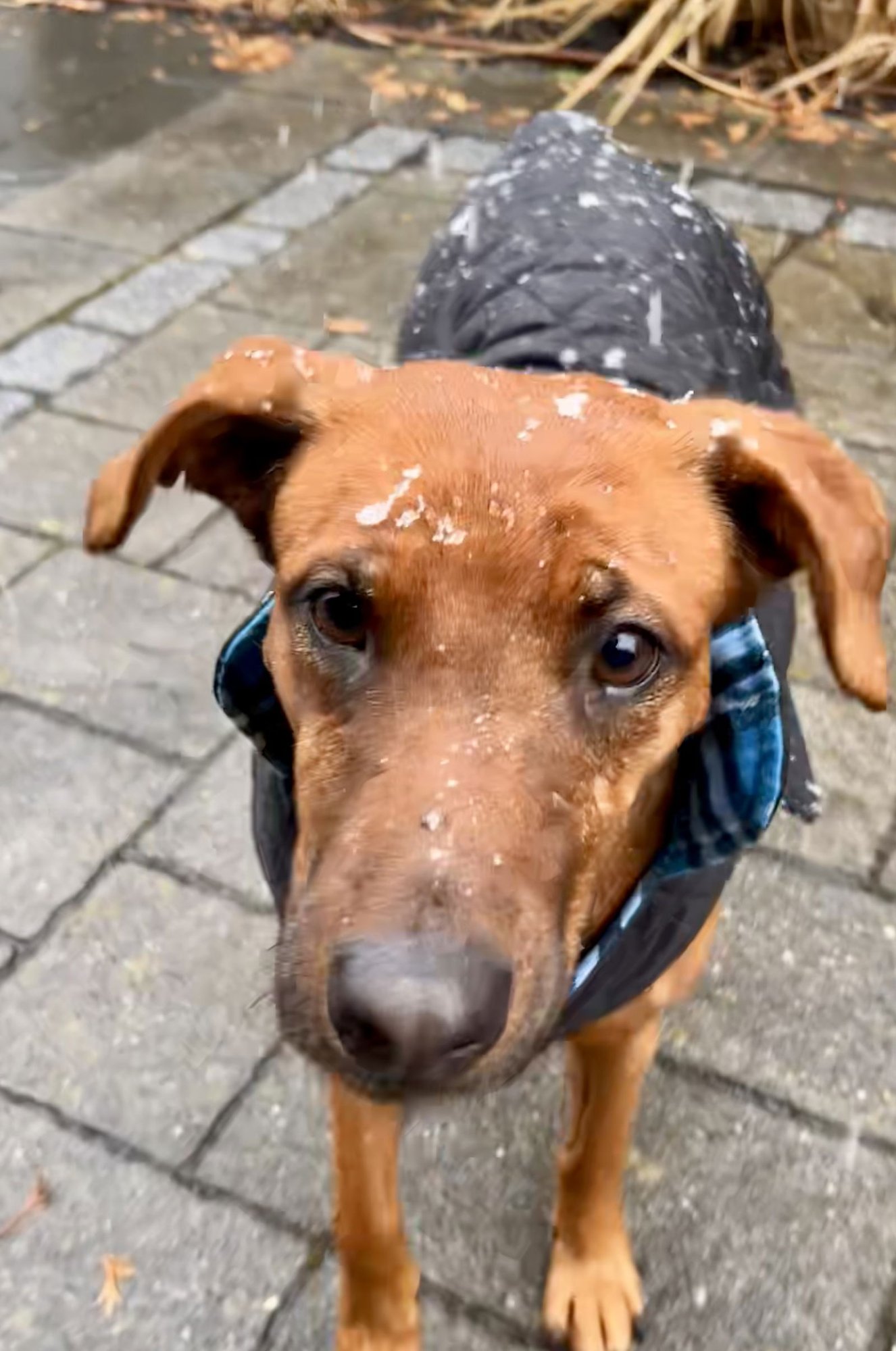 SUGAR - THE SWEETEST - Vizsla / Black Mouth Cur available for adoption