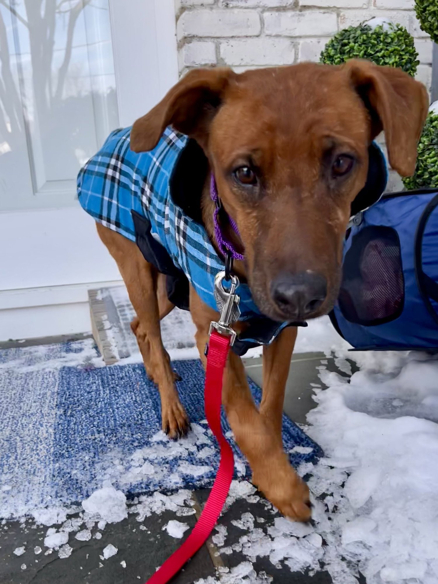 Sugar - The Sweetest - Photo 3