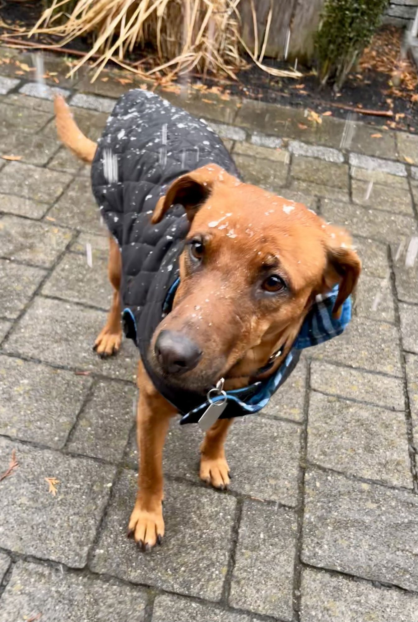 Sugar - The Sweetest - Photo 4