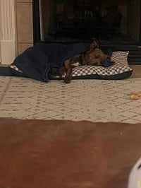 Baby Boy- brindle beauty - Photo 5