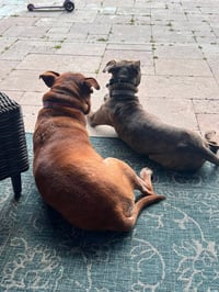 Baby Boy- brindle beauty - Photo 3