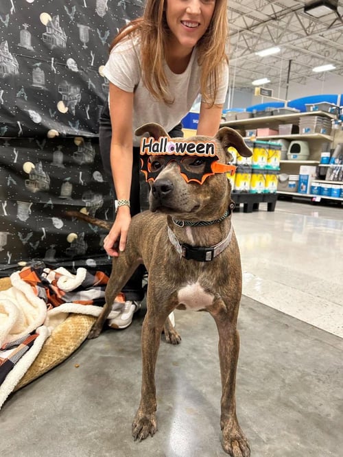 BABY BOY- BRINDLE BEAUTY - American Pit Bull Terrier available for adoption