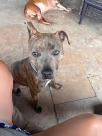 Baby Boy- brindle beauty - Photo 4