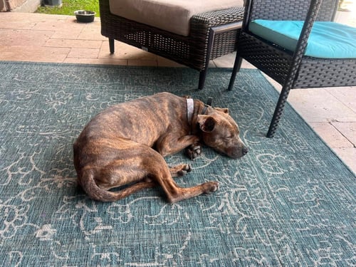 BABY BOY- BRINDLE BEAUTY - American Pit Bull Terrier available for adoption
